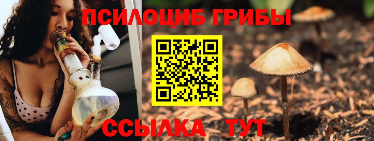 Вышний Волочёк  Галлюциногенные грибы Psilocybe  Вход с VPN 